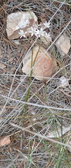 Eriospermum dielsianum