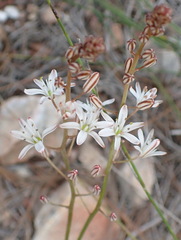 Eriospermum dielsianum