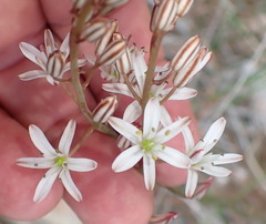 Eriospermum dielsianum