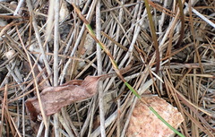 Eriospermum dielsianum