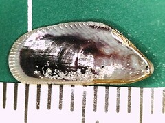 Brachidontes modiolus