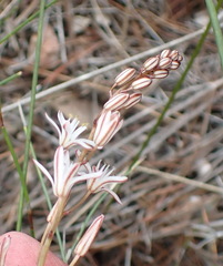 Eriospermum dielsianum