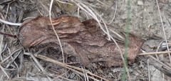 Eriospermum dielsianum