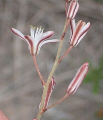 Eriospermum dielsianum