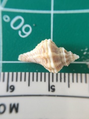 Vokesinotus perrugatus