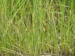 Agelasticus cyanopus