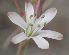 Eriospermum dielsianum