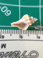 Vokesinotus perrugatus