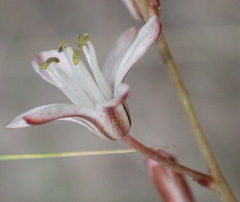 Eriospermum dielsianum
