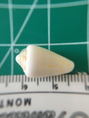 Conasprella stearnsii