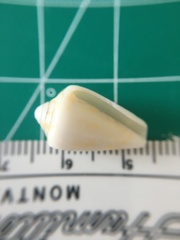 Conasprella stearnsii