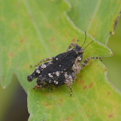 Tetrigidae