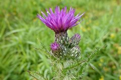 Cirsium palustre