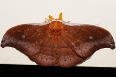 Syntherata