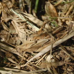 Xyleus discoideus