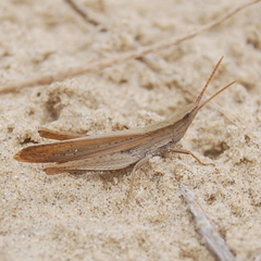 Allotruxalis gracilis