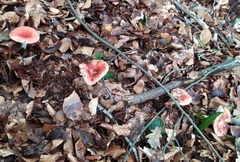 Russula