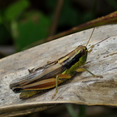 Scotussa impudica