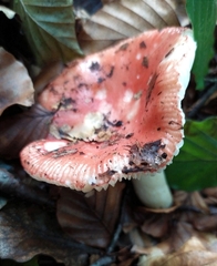 Russula