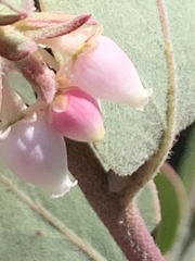Arctostaphylos canescens