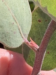 Arctostaphylos canescens