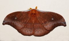 Syntherata