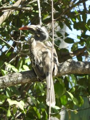 Lophoceros nasutus