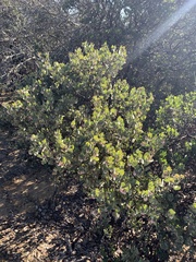 Arctostaphylos canescens
