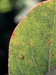 Arctostaphylos canescens