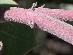 Arctostaphylos canescens