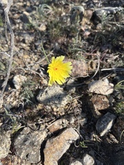 Malacothrix glabrata