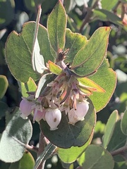 Arctostaphylos canescens