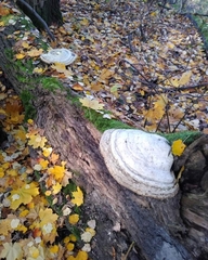 Fomes fomentarius
