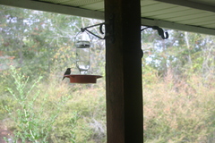 Archilochus colubris