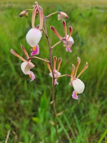 Eulophia caricifolia