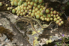 Iberolacerta aranica