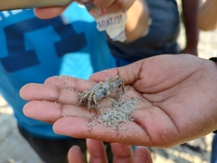 Ocypode occidentalis