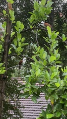 Garrulax leucolophus