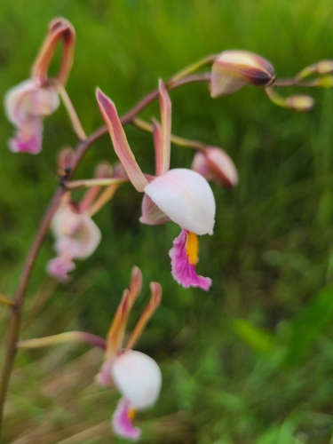 Eulophia caricifolia