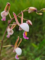 Eulophia caricifolia image