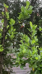 Garrulax leucolophus