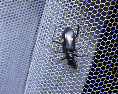 Oxycheila tristis