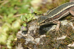 Iberolacerta aranica