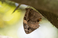 Opsiphanes quiteria