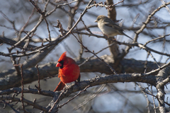 Cardinalis cardinalis