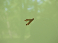 Agathodes designalis