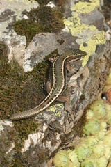 Iberolacerta aranica