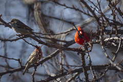 Cardinalis cardinalis