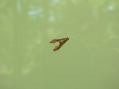 Agathodes designalis