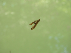 Agathodes designalis